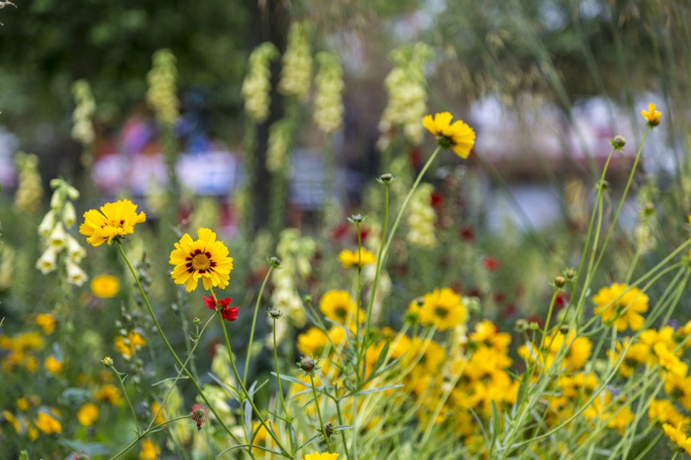 antwerpen-Blumen