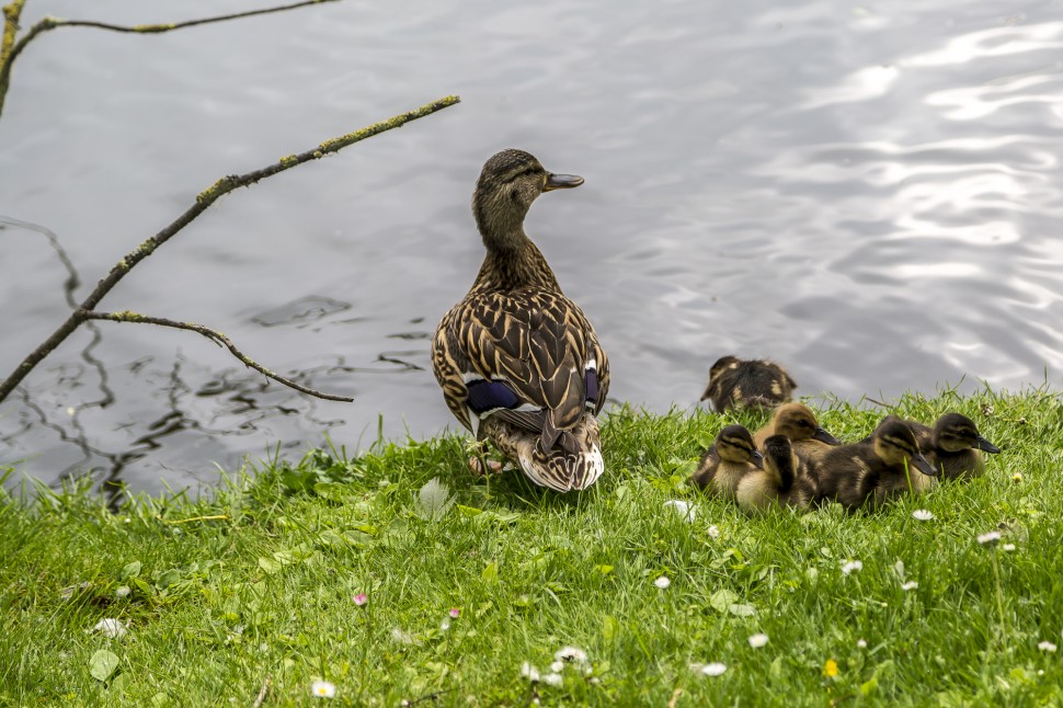 brugge-Enten