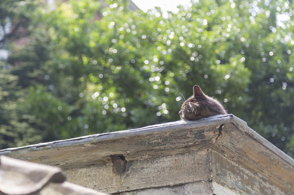 gent-Kleiner-Beginenhof-Katze