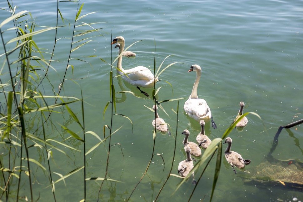 twann-Bielersee-Schwan