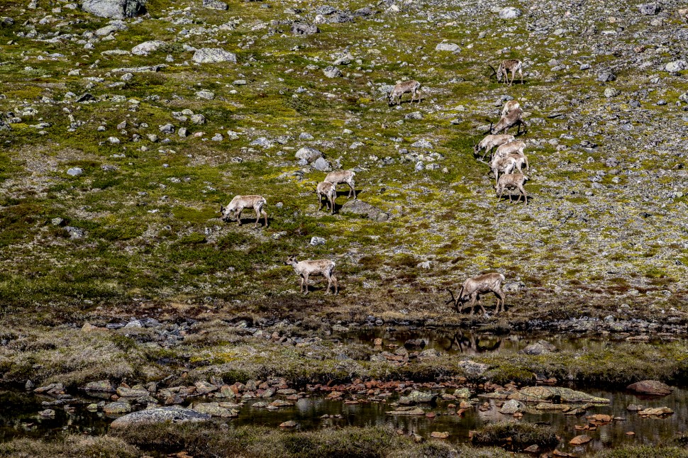 Jotunheimen Rentiere