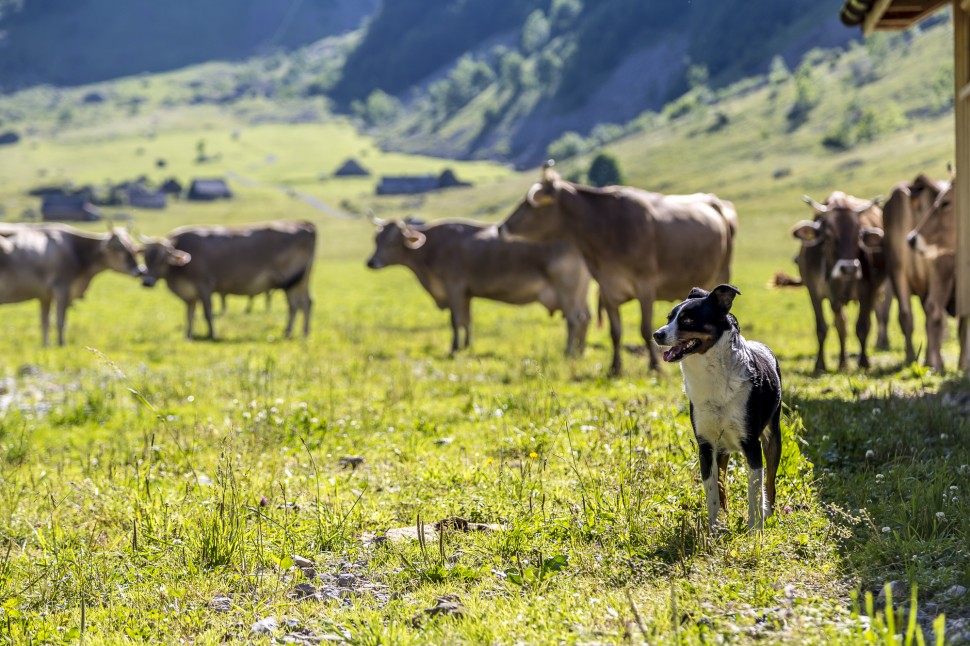 appenzell-Seealp