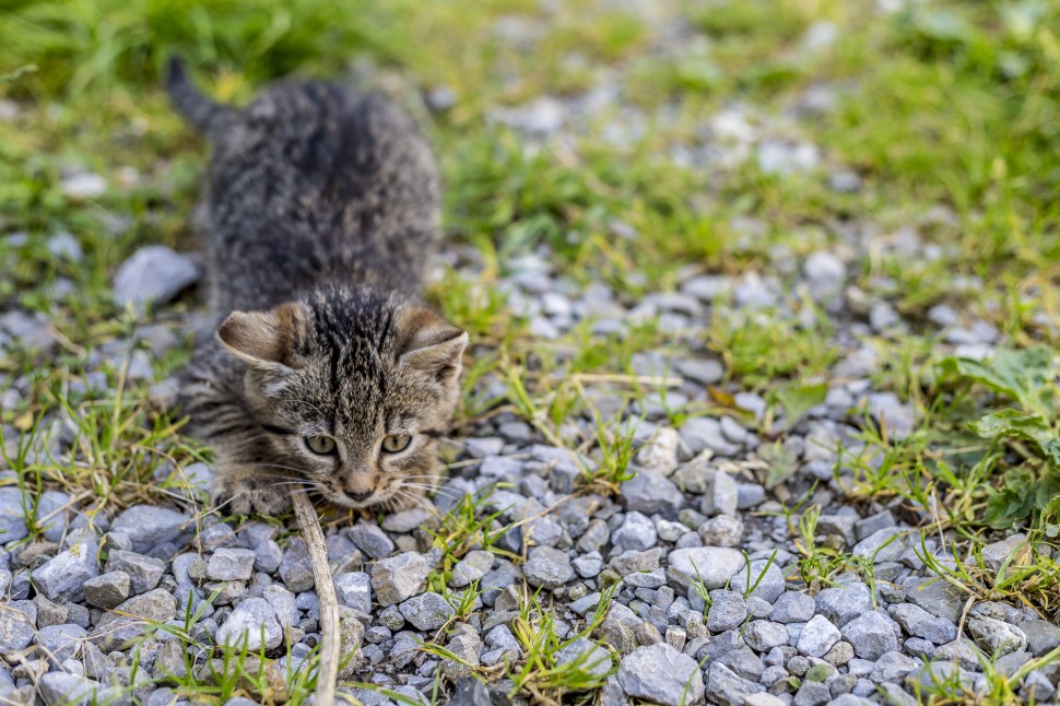 appenzell-Seealp-Katze