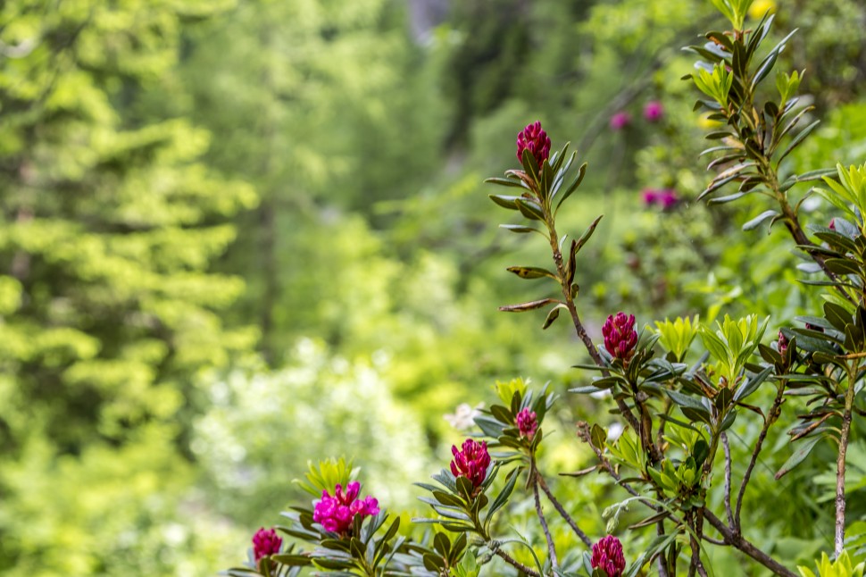 gstaad-Alpenrosen