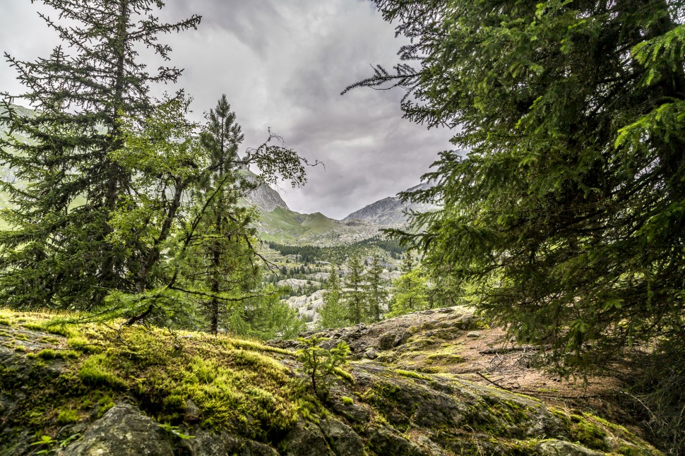 Aletschwald-Teiffe-Wald