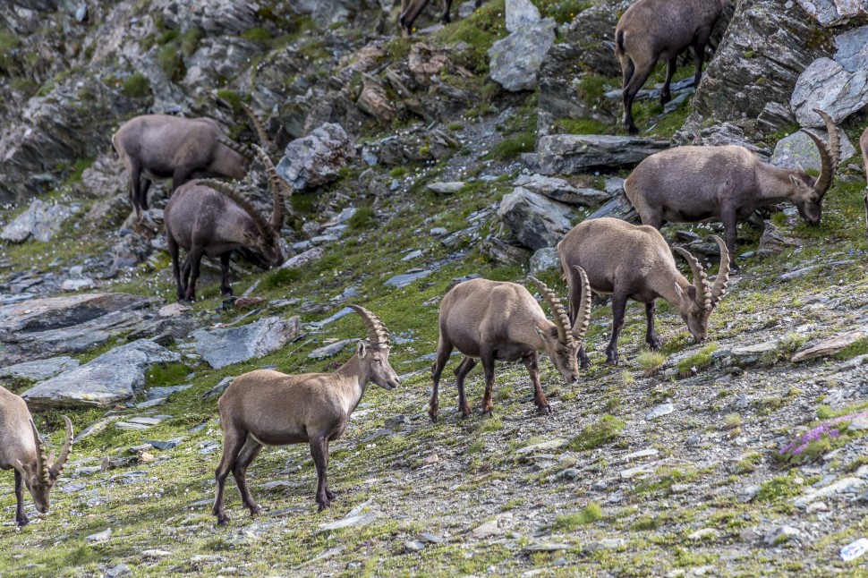 Gornergrat-Riffelsee-Steinbock-1