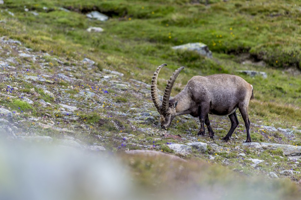 Gornergrat-Riffelsee-Steinbock-2