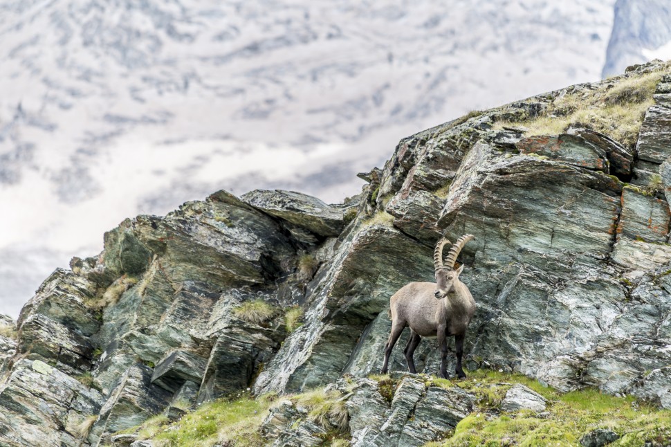 Gornergrat-Riffelsee-Steinbock-3