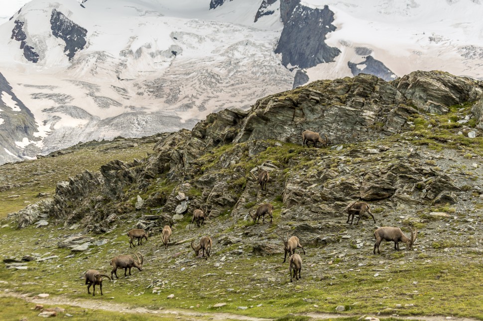 Gornergrat-Riffelsee-Steinbock-4