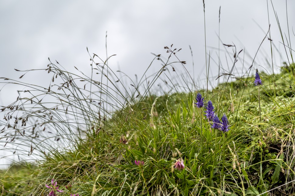 Riederalp-Blumen