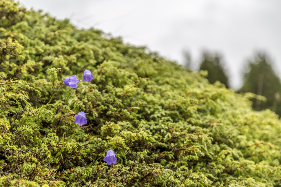 Riederalp-Blumenwiese