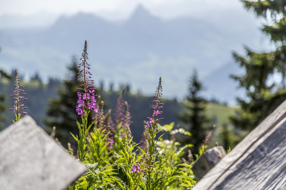 Rigi-Wandern