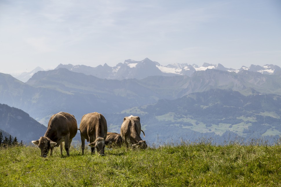 Rigi-Wanderparadies