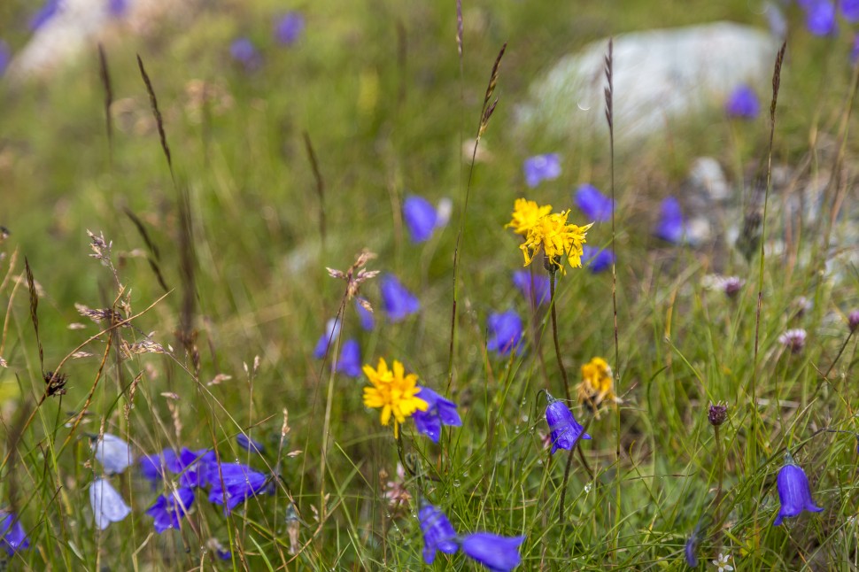 Zermatt-Blumen