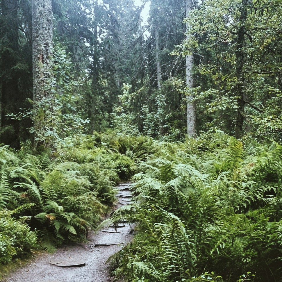 Feldberg-Schwarzwald