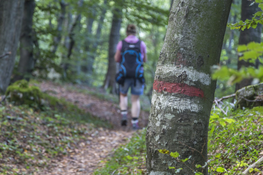 Wanderung über den Monte San Giorgio – Afrika im Tessin