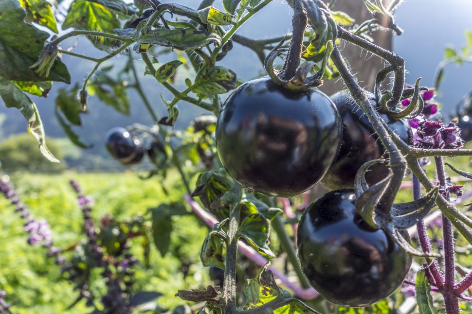 Schwarze-Tomaten