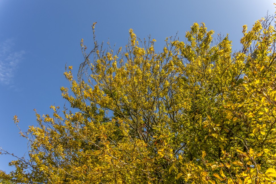 Arboretum-aubonne-2