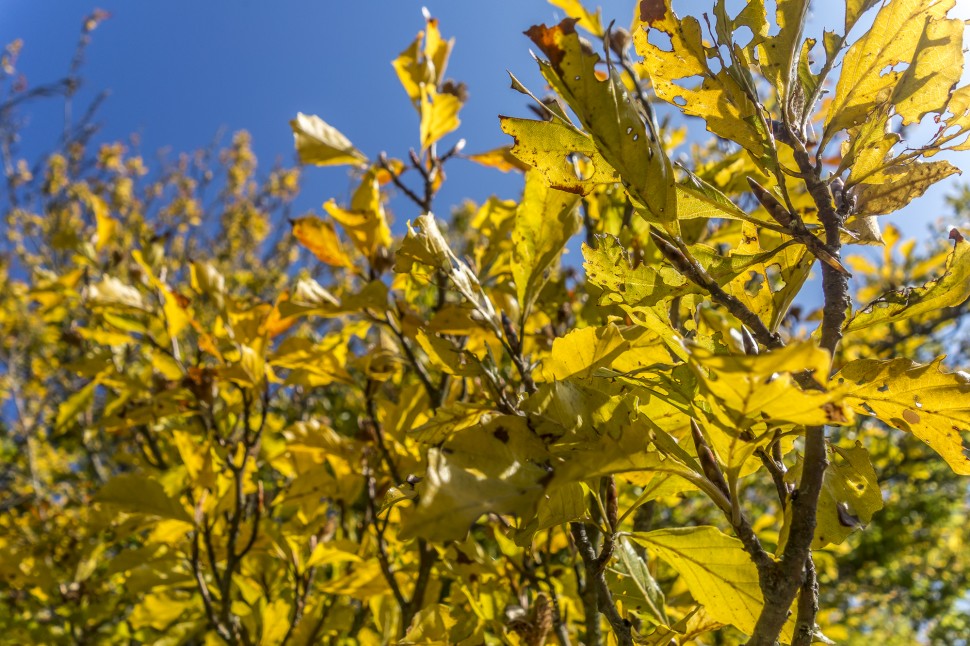 Arboretum-aubonne-4