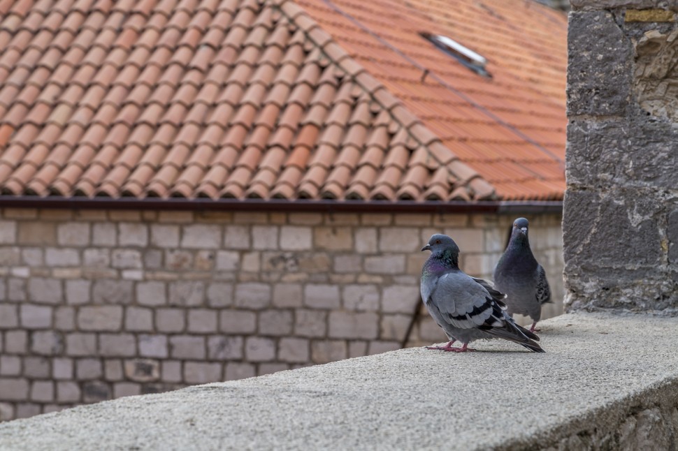 Dubrovnik-Tauben