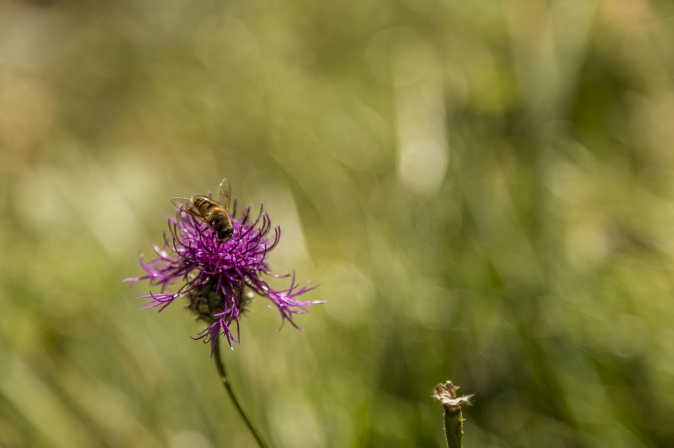 Engadin-Natur