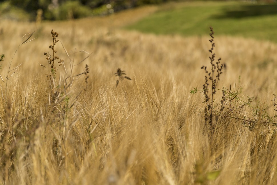 Ftan-herbst