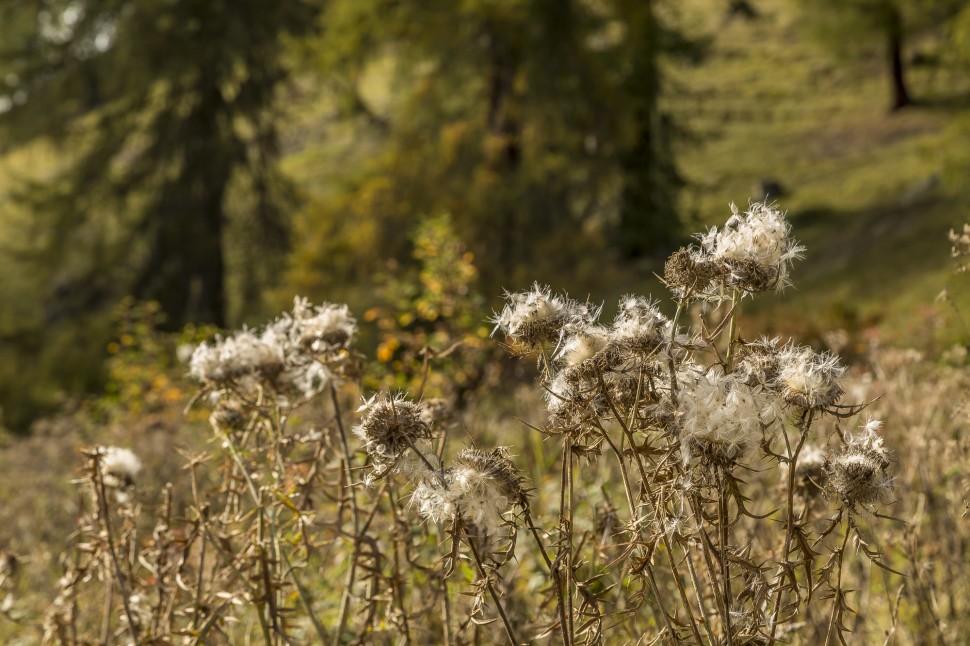 Herbst-Engadin