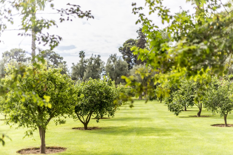 la-mamounia-garden-3