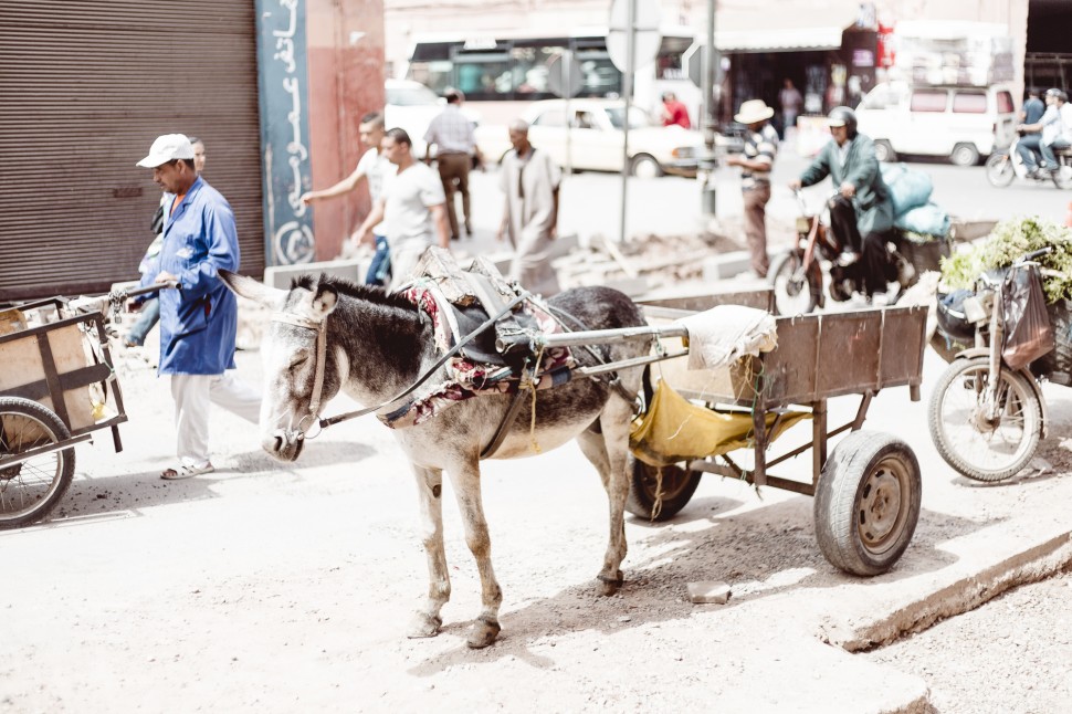 Esel in Marrakesch