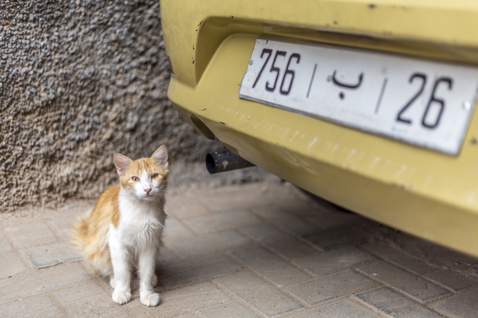 Katze in Marrakesch