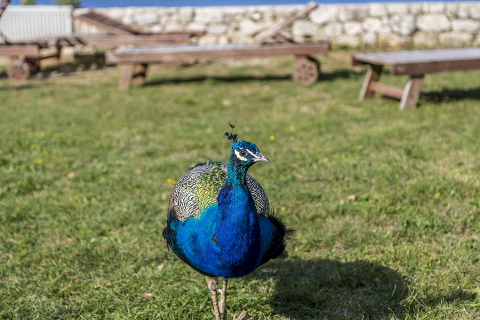 Dubrovnik-Lokrum-Pfau