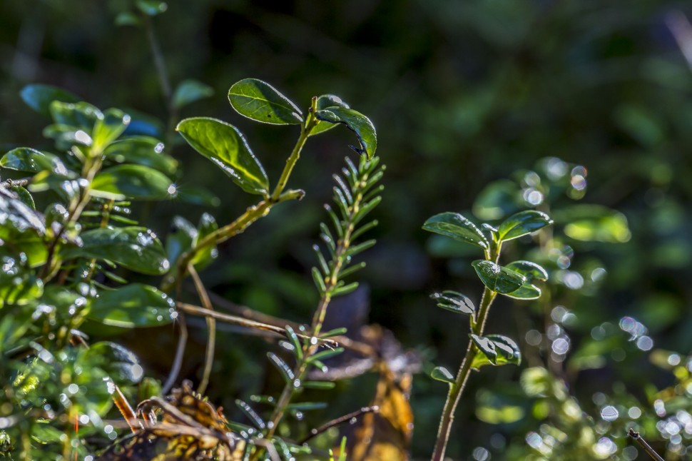 Flimserwald-Detail-2