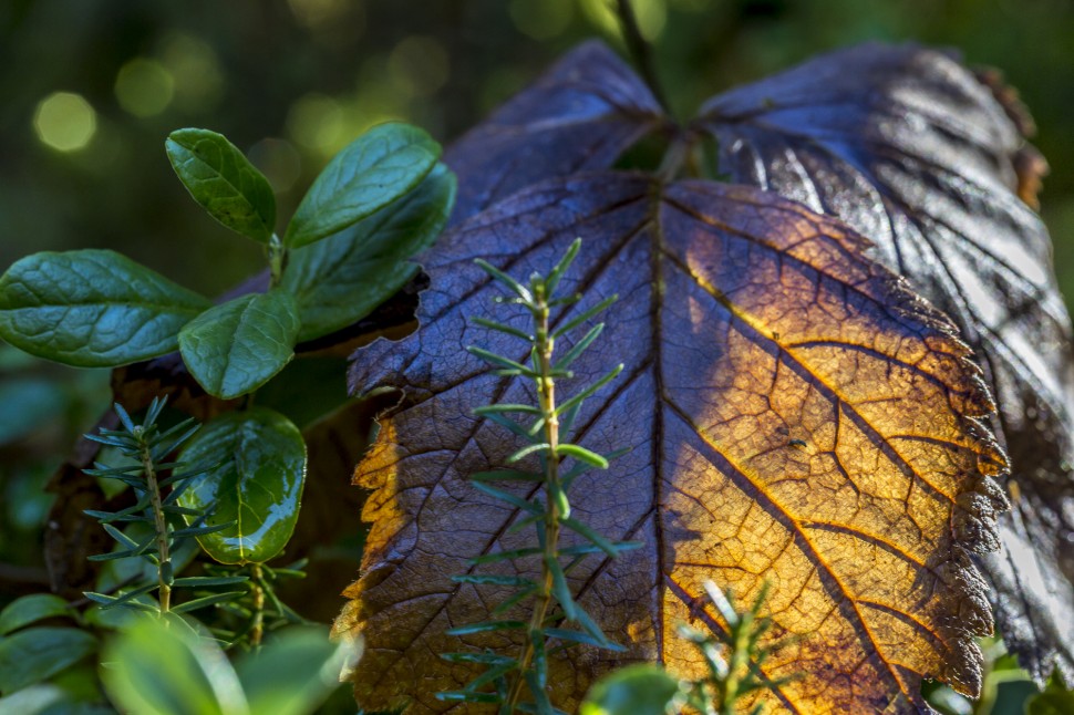 Flimserwald-Detail-3