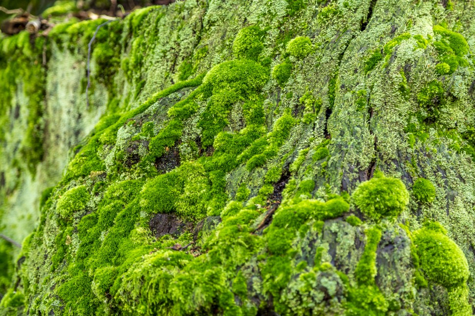 Natur-Piemonte