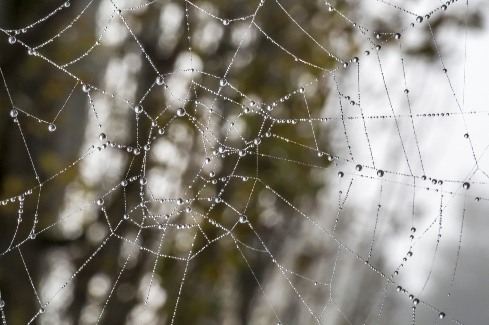 Spinnennetz-makro