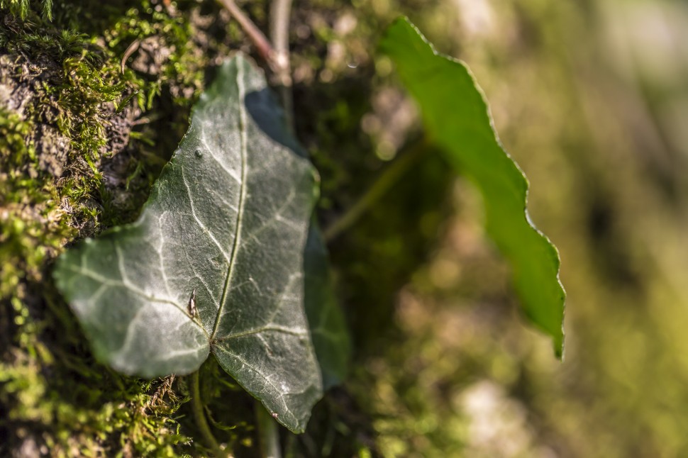 Herbst Efeublatt