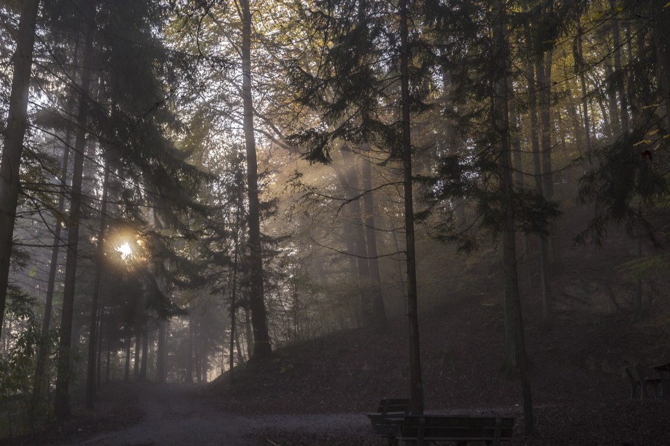 Zuerich Herbstwald