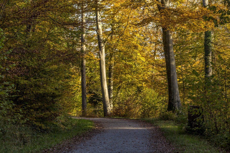 Laubwald Herbst