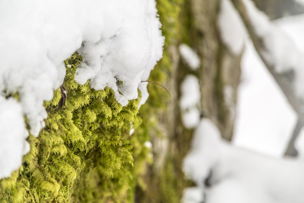 Reserve-Naturel-du-Vallon-Berard