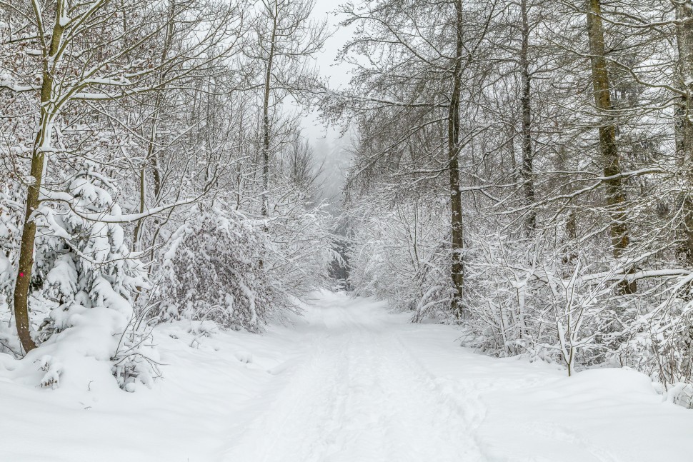 Winterlandschaft-Zürich