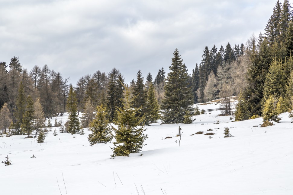 Pustertal-Natur-Winter