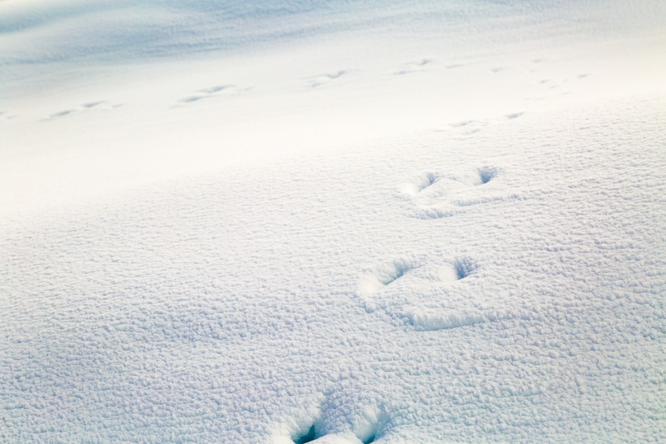 Tierspuren-im-Schnee