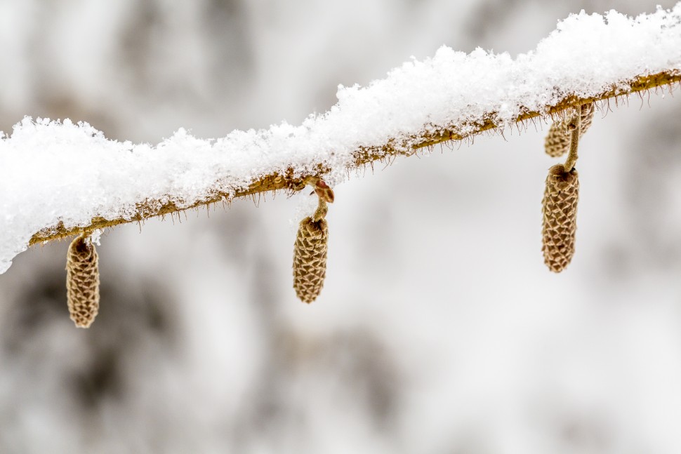 Winter-Tannzapfen