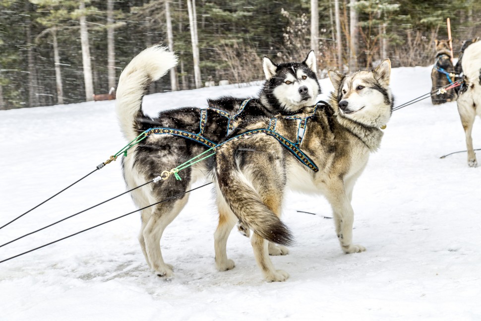 Dog-Sledding-Canmore-Alberta-1