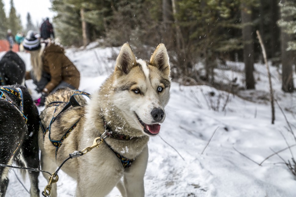 Dog-Sledding-Canmore-Alberta-2