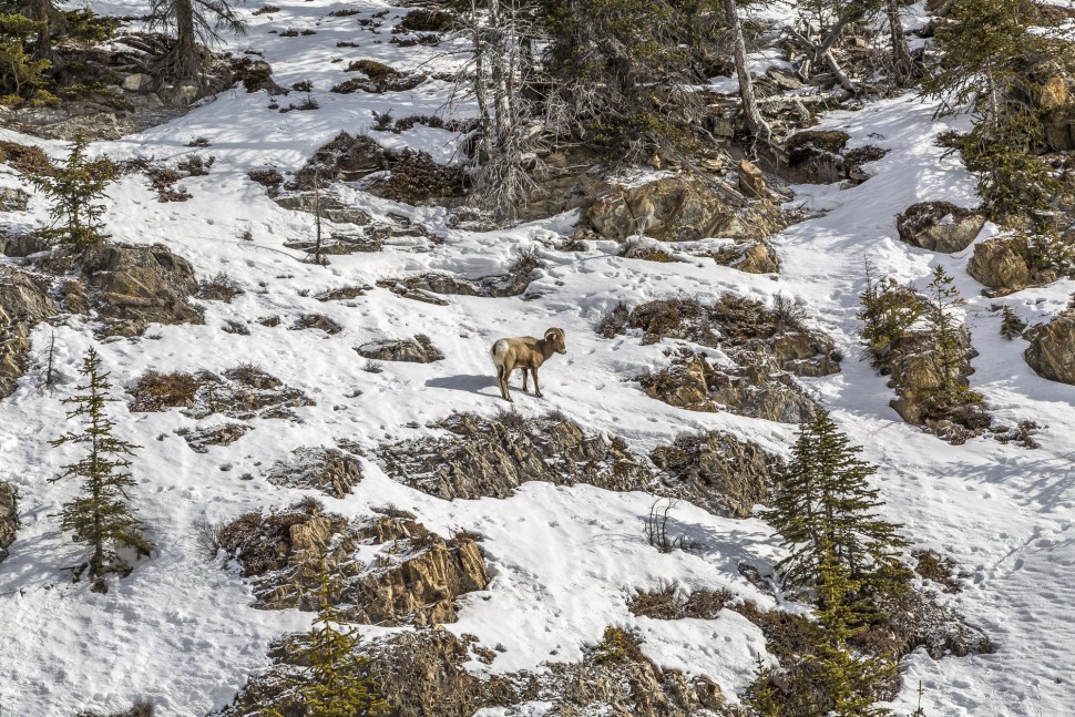 Rocka-Mountain-Bighorn-Sheep