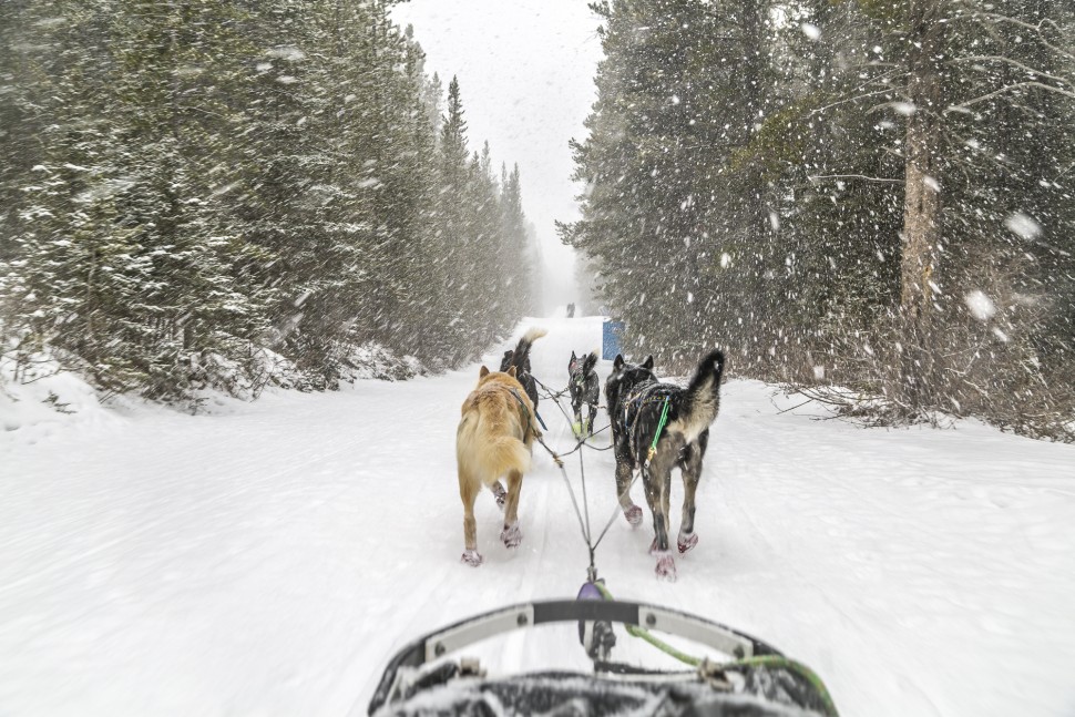 Dog Sledding in Spray Valley, Alberta Canada