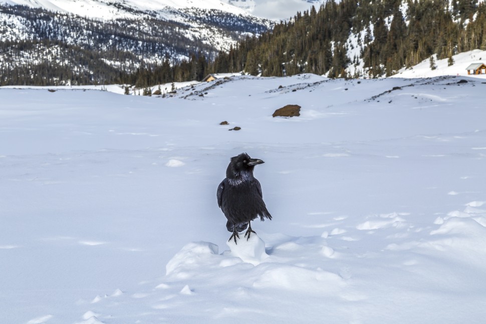 icefields-parkway-wildlife