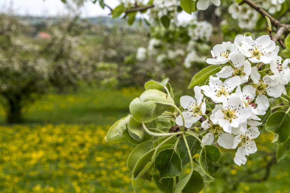 Apfelblüte Thurgau