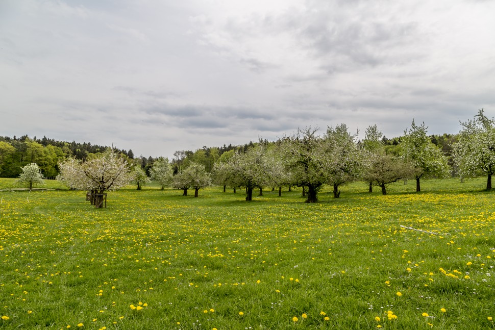 Apfelbluete-Thurgau